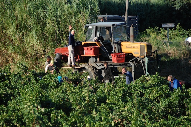 picture of grap harvest